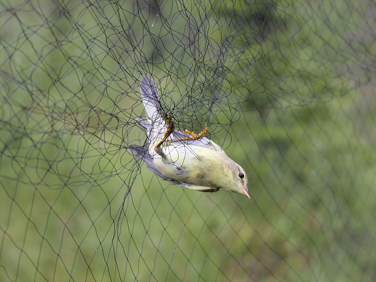 Магистранты ФЕМиКН  приняли участие в научно-исследовательской работе по изучению миграций птиц на основе методов кольцевания и мечения.