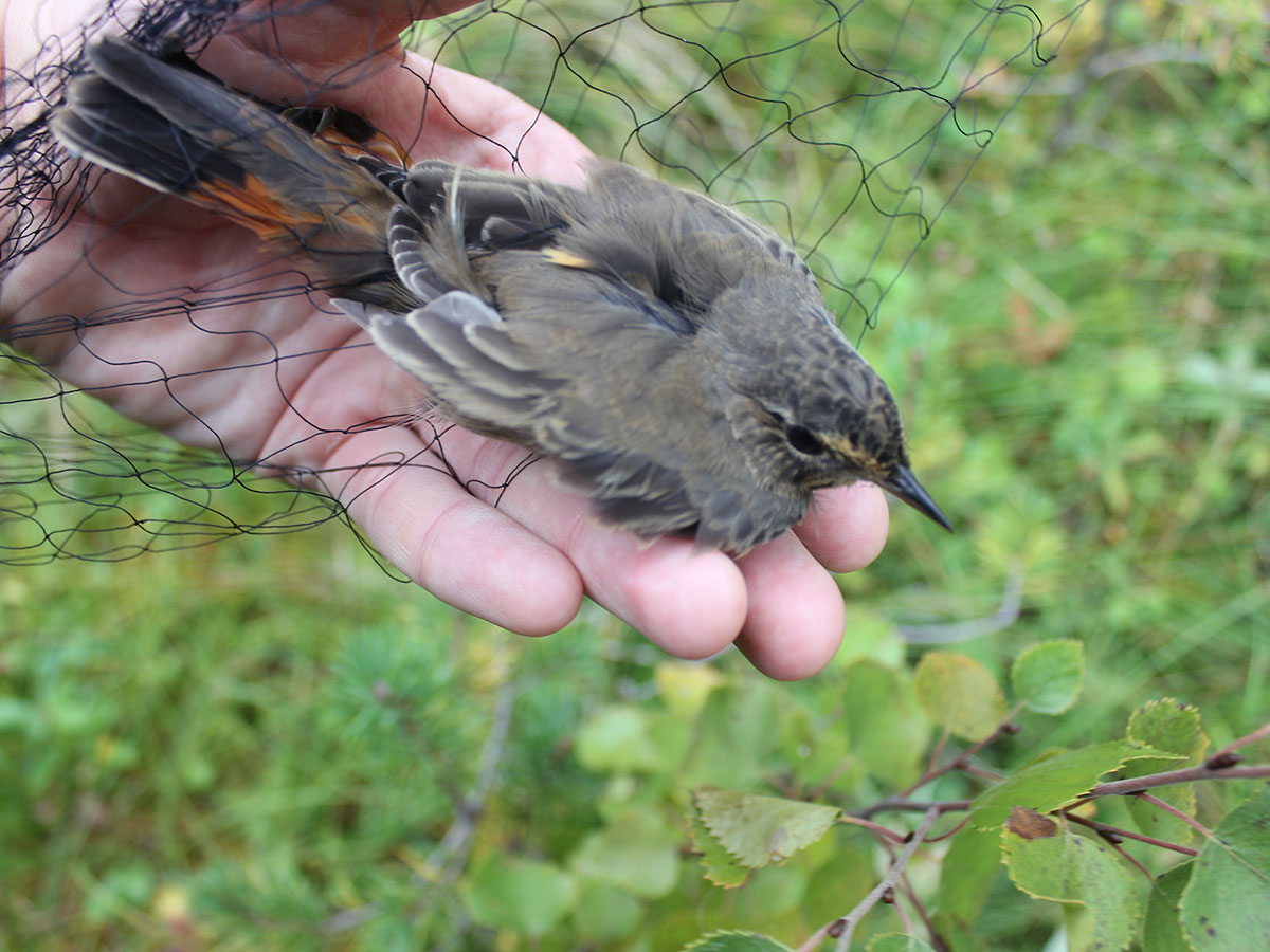 Магистранты ФЕМиКН  приняли участие в научно-исследовательской работе по изучению миграций птиц на основе методов кольцевания и мечения.