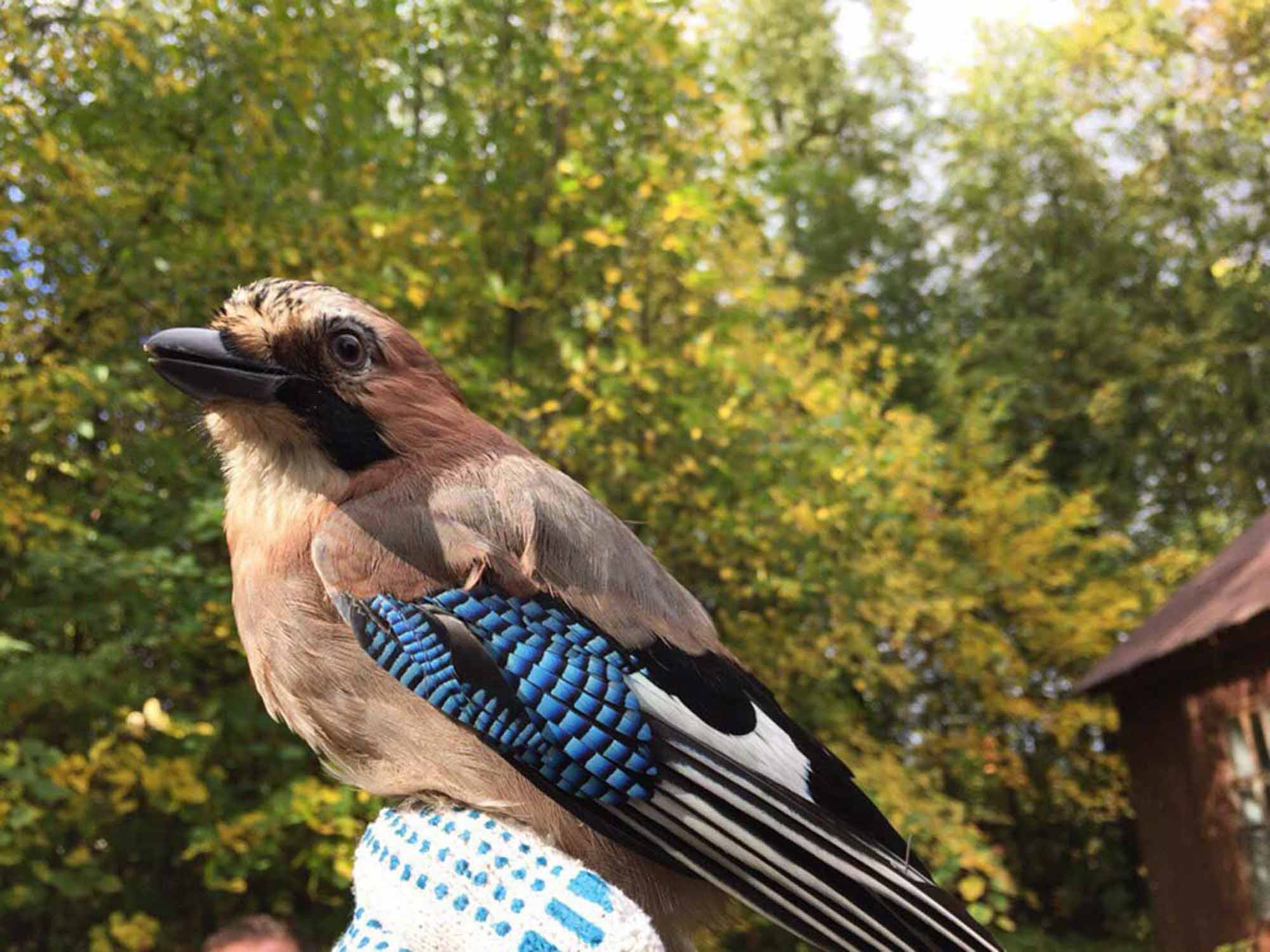 В Мининском университете пройдет Научная студенческая орнитологическая смена