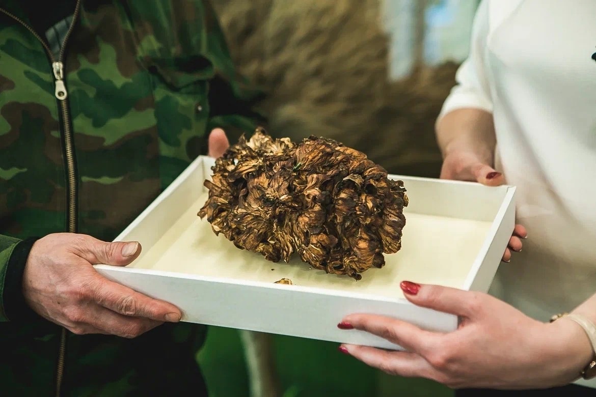 В естественнонаучном музее Мининского университета появился уникальный «гриб-баран»
