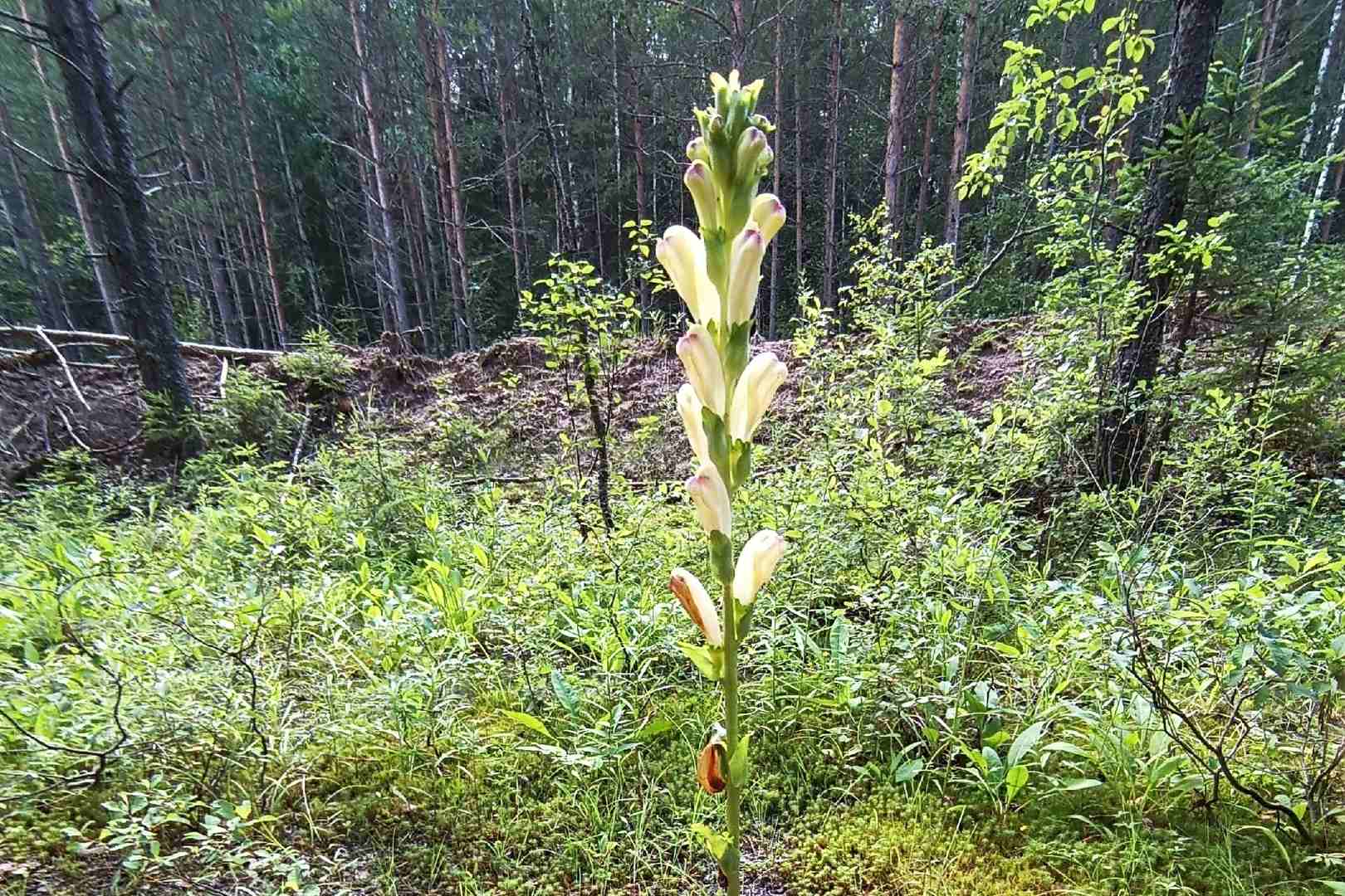 Ученые Мининского обнаружили 10 новых видов растений на территории г.о. Семеновский Нижегородской области