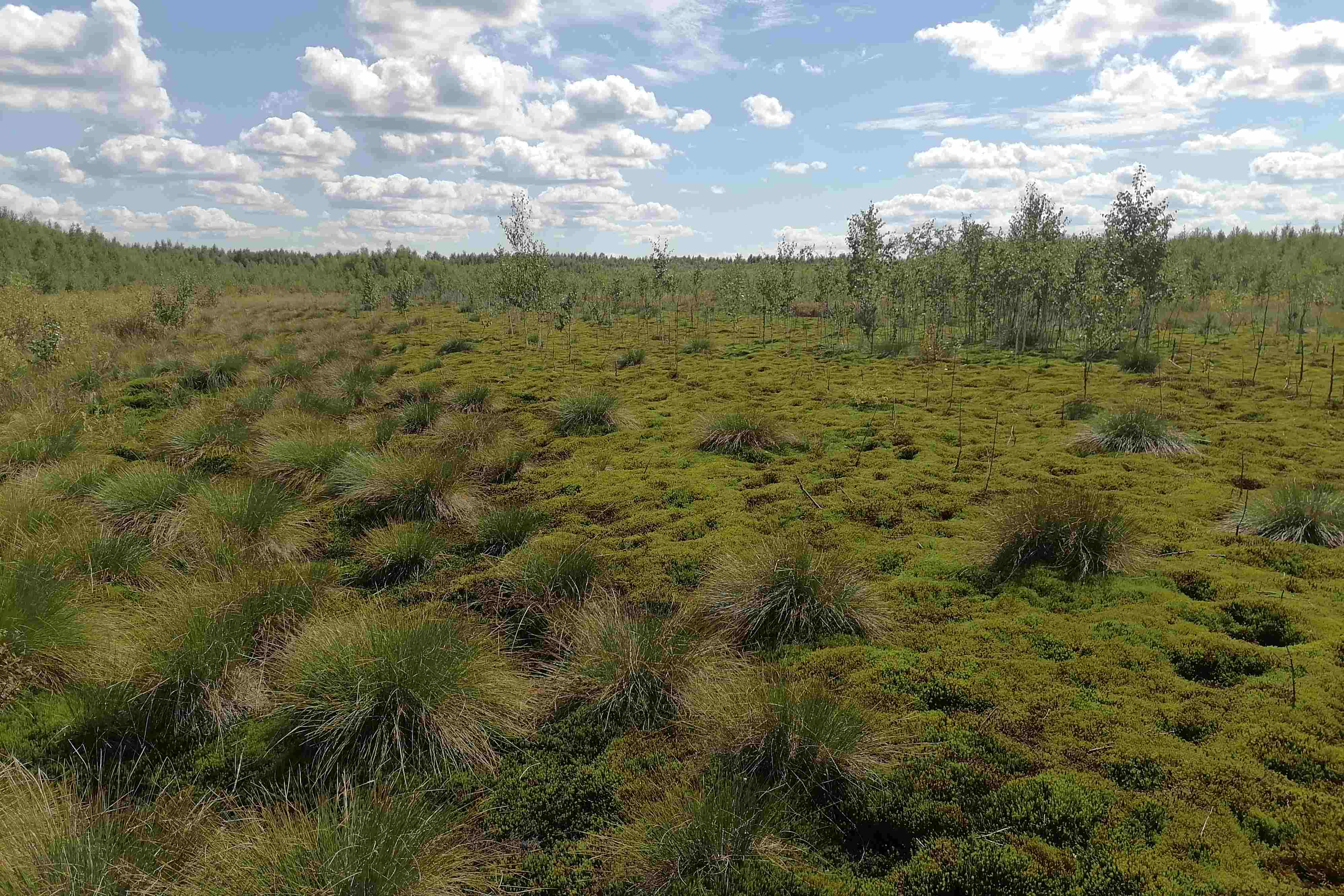 Оценку современного состояния болота Камское провели нижегородские географы