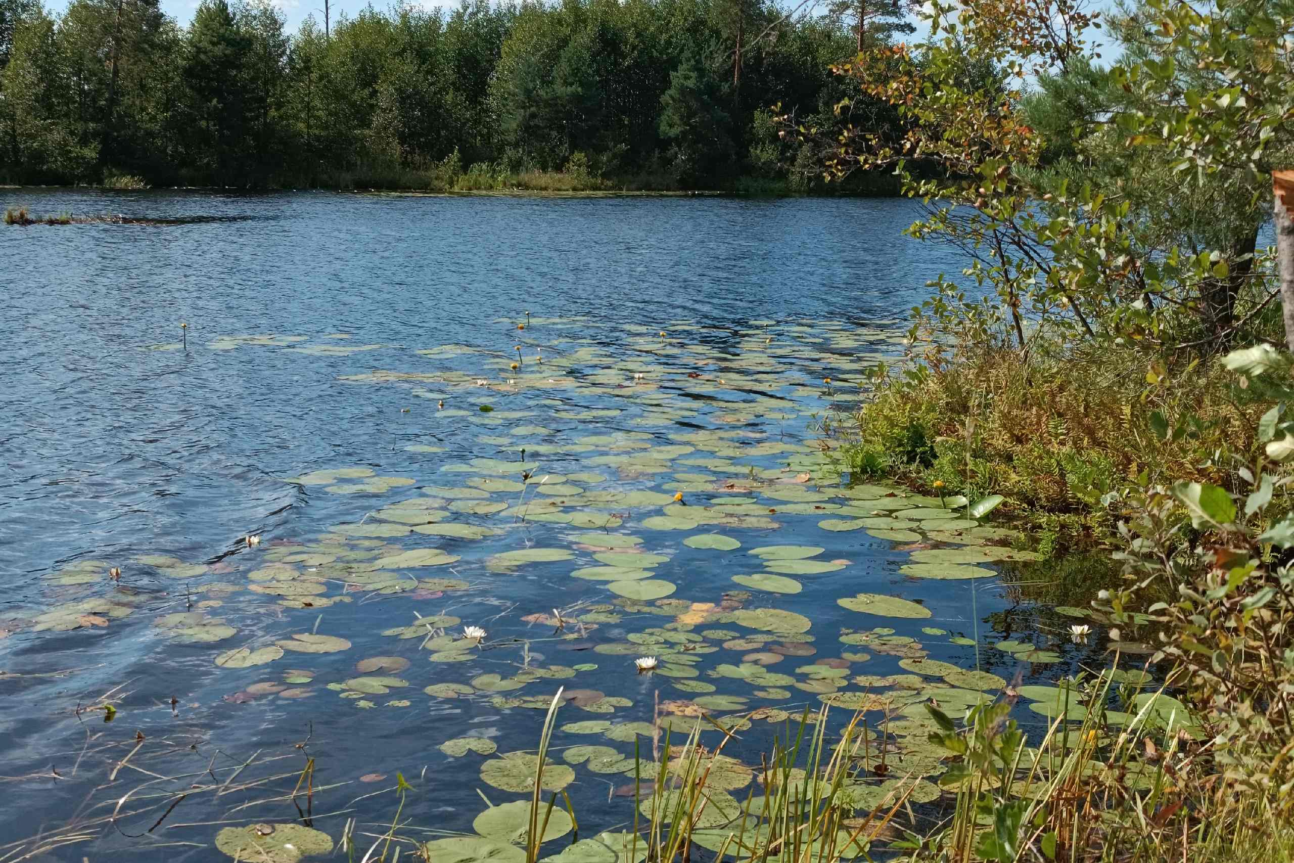 Географы Мининского университета исследовали озеро Пурёшево Вачского района